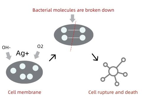 Antibacterial mechanism